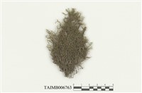 藏品(小葉羽蘚)的圖片